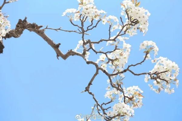 梨花赏花指南，图文攻略与春日潮流姿势解锁