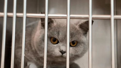 中央公园城禁猫规定最新解读，限制宠物进入