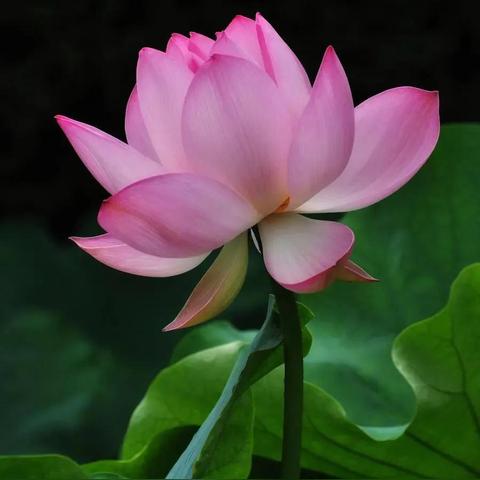 全球最美荷花胜地排名大揭秘