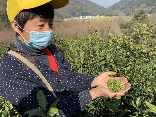 今日黄山毛峰最新采摘动态