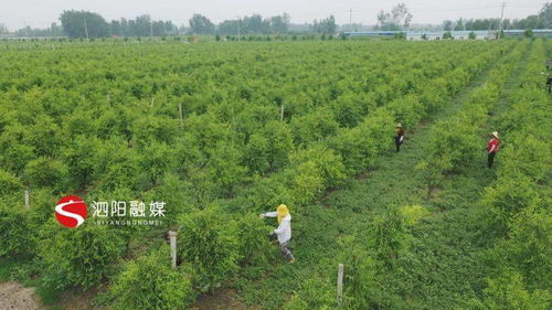泗阳小村乡村振兴新篇章，希望田野上的生动实践