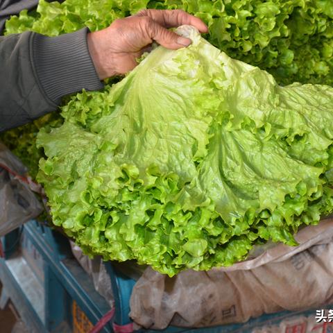 今日生菜价格全国行情全面解析