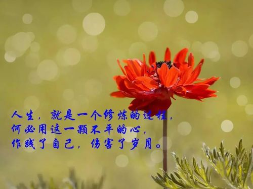 励志人生语录，走向美好未来，享受快乐人生！