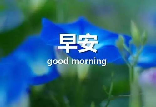 今日早安照片，唤醒美好一天的温馨瞬间