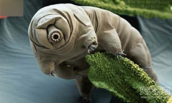世界诡异生物大揭秘，神秘面纱下的奇异生命排名