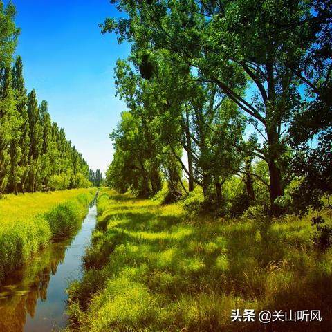 杨树最新视频揭秘，自然与科技完美融合，领略时代之美