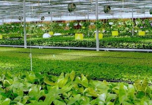 粮食烘干技术革新，引领农业新时代风潮