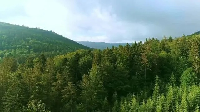 今日森林热点揭秘，探索生态新动态，关注自然变化