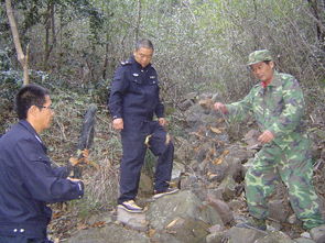 陕西严厉打击非法捕鸟行为，抓鸟判刑最新消息曝光