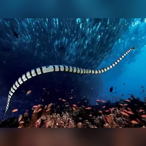 全球海蛇大揭秘，海洋毒界排名榜，探寻最毒蛇类的神秘面纱