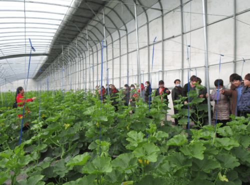 冯庙疫情最新动态分析，今日最新情况报告