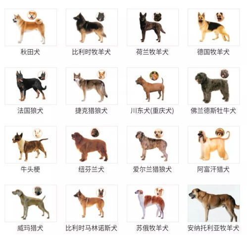 贵阳最新禁犬规定解读，关键内容一览