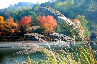 常德柳叶湖畔诗意游，带你探索远方之旅攻略
