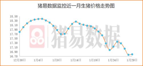 莱阳生猪今日最新价格及市场走势深度解析
