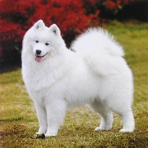 世界最凶猛犬种排名揭秘，狗狗凶猛程度大揭秘