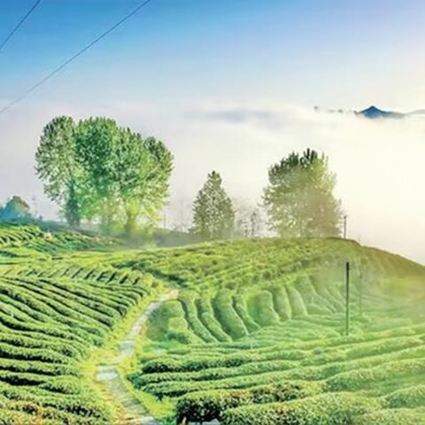 竹溪茶场绿色生态与科技创新直播探索，新闻头条引领生态科技新潮流