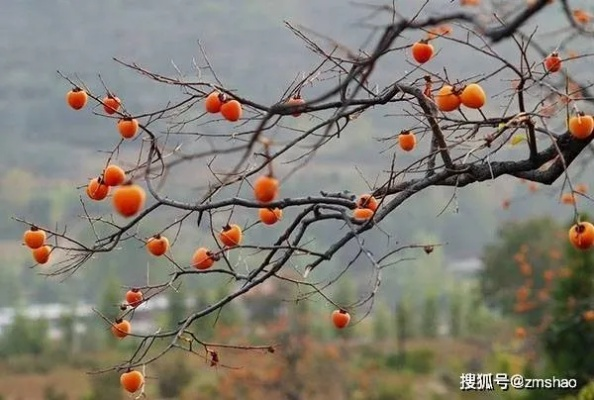 野柿子的魅力揭秘，不可错过的探索之旅！