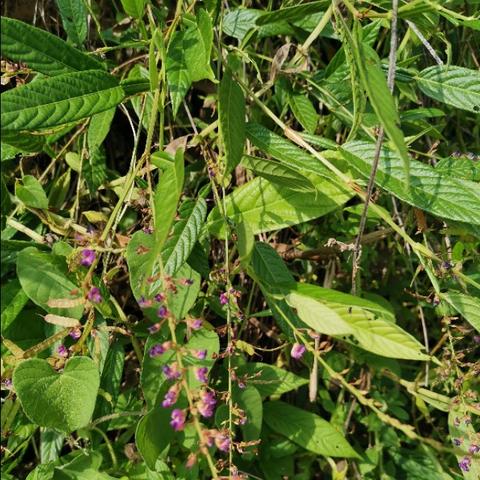 虎背熊腰 第2页