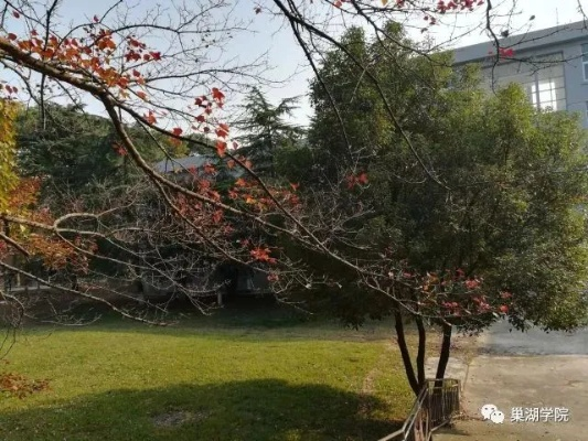 巢湖师范学院深度探秘，百度视角下的学府魅力