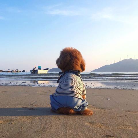 泰山乌镇探秘，自然与文化交融的绝美旅游攻略