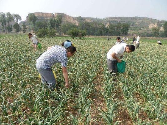 大蒜种植管理全攻略，后期管理与优化策略揭秘，关键环节助力高效收获