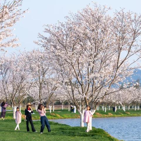 旅游花田小镇攻略，揭秘美丽乡村的绝佳旅游胜地！