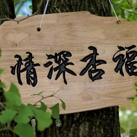 葫芦妹最新视频探索，发现美妙旅程的惊喜时刻