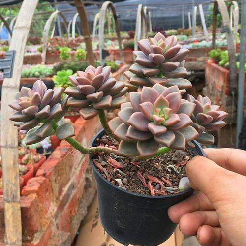 多肉公司排行榜，行业内领先的种植与销售巨头揭秘