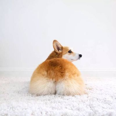 柯基臀背后的故事揭秘，你不知道的真相！