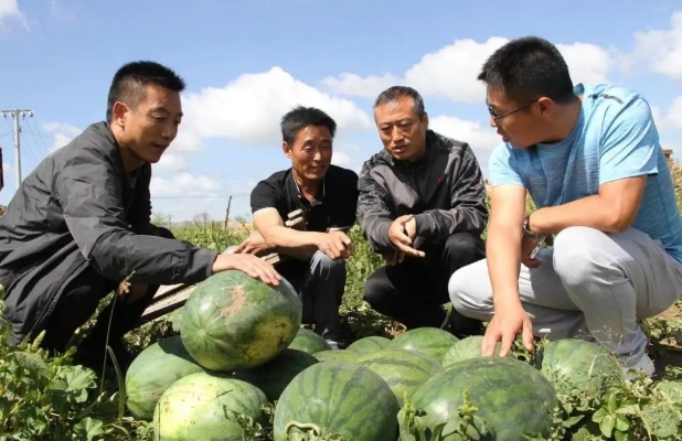 峡口西瓜产业繁荣揭秘，行业前景展望与最新头条新闻