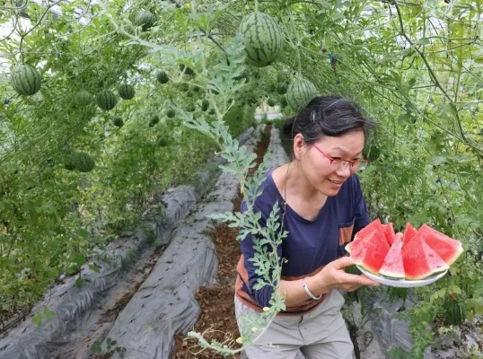 福州夏日瓜界揭秘，西瓜新闻头条与热门话题探寻