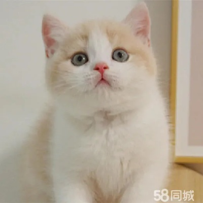 尉氏精选宠物猫出售，开启温馨生活新篇章