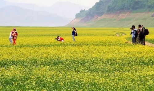 苞米地秘境探索，田野之旅的未知魅力