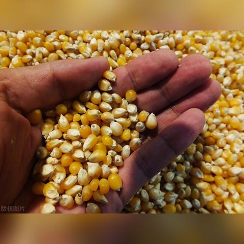 英轩玉米最新动态，市场走势揭秘，影响因素深度剖析