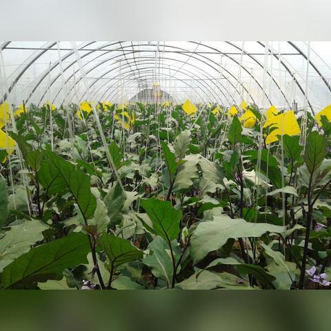 南方除虫公司排名揭晓，专业除虫，保障家园安宁！