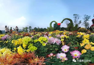 揭秘百度下的花卉世界，绚丽多彩，美不胜收