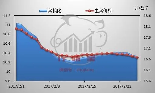 今日猪价行情深度解析，最新动态一网打尽