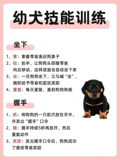 最新热门，培训小犬知识全攻略，必备宝典！