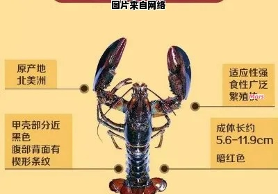 顶级龙虾探秘，全球之旅背后的故事与价格排名揭秘