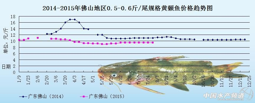 揭西今日鱼价行情大揭秘，市场走势及影响因素深度解析