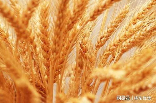 2025年5月12日 第36页