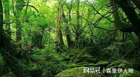 全球森林覆盖率排名揭秘，探寻顶级森林背后的故事