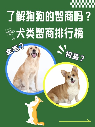 全球犬类智商大揭秘，探索犬类智慧排名与特性新视角