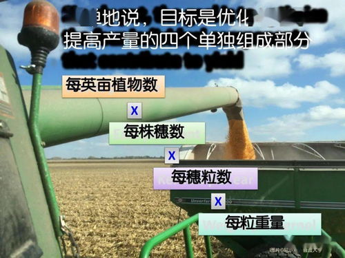 全球玉米霸主揭秘，产量巨头与种植奥秘探秘