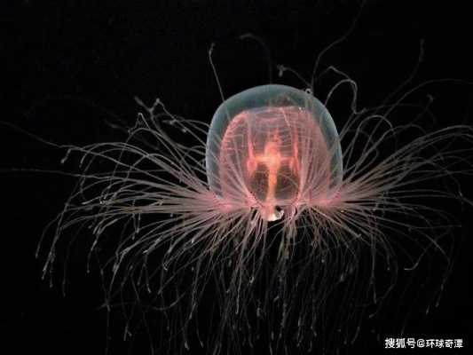 全球磁性动物排行榜，揭秘神秘生物的魅力与奥秘探秘