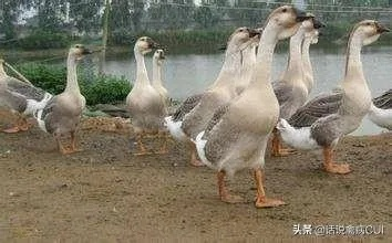 全球鹅品种大揭秘，排名榜单，你了解多少？