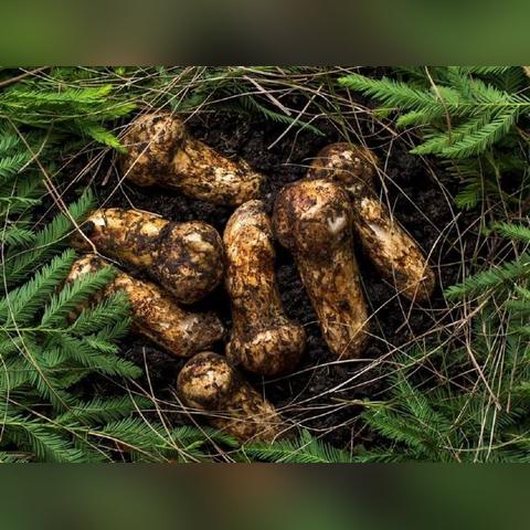 今日野生菌视频揭秘大自然宝藏的最新消息！