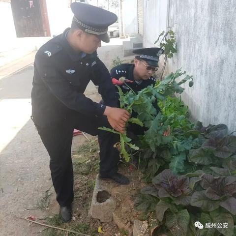 全球十大罪恶植物揭秘，震惊名单大揭秘！