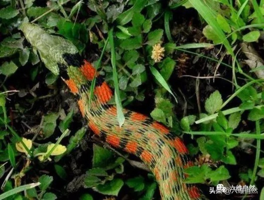 揭秘野鸡脖子，现象背后的深层含义解读