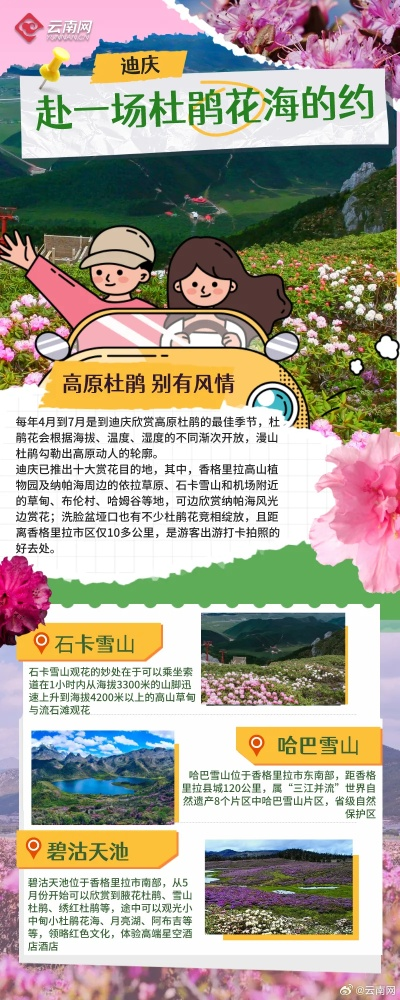 云南花的魅力，探寻花海之旅